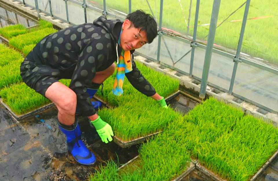 田植え